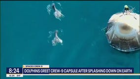 Dolphins greet Crew-9 capsule after landing on Earth