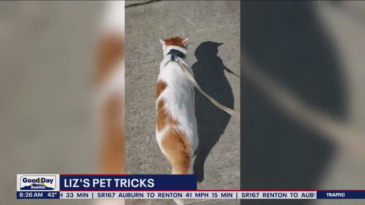 Liz's Pet Tricks for Thursday, December 8