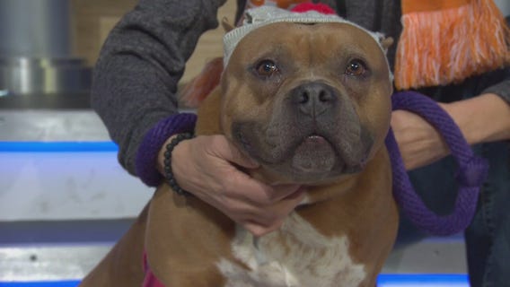Pet Project: Flapper at Best Friends Animal Society