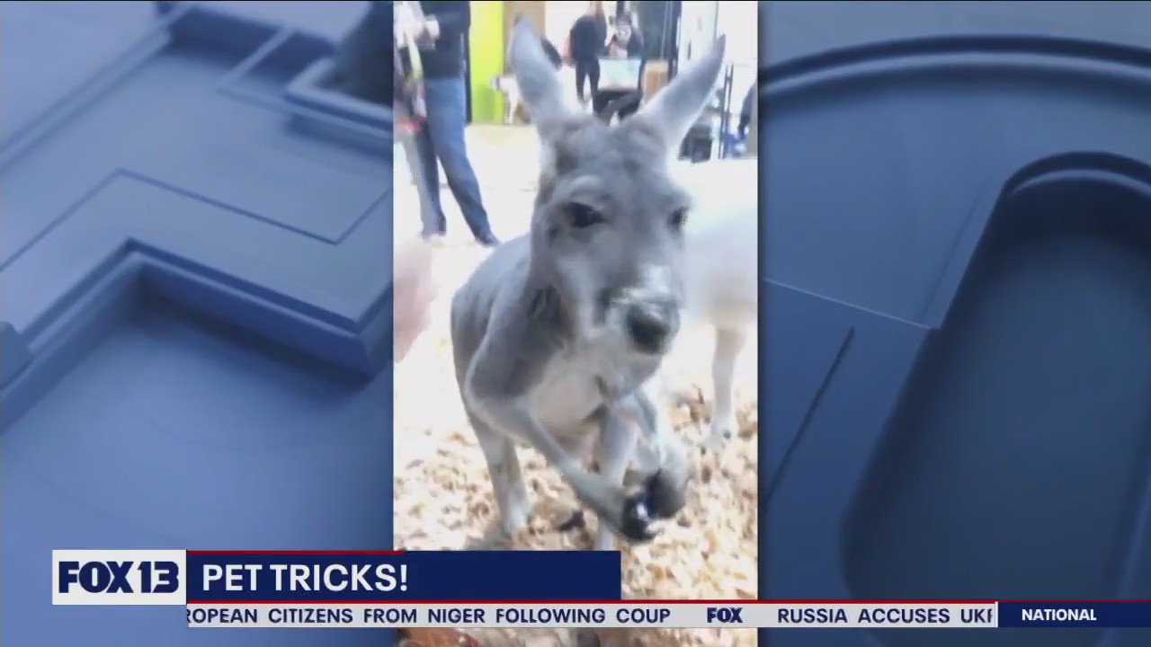 Pet Tricks for Wednesday, August 2