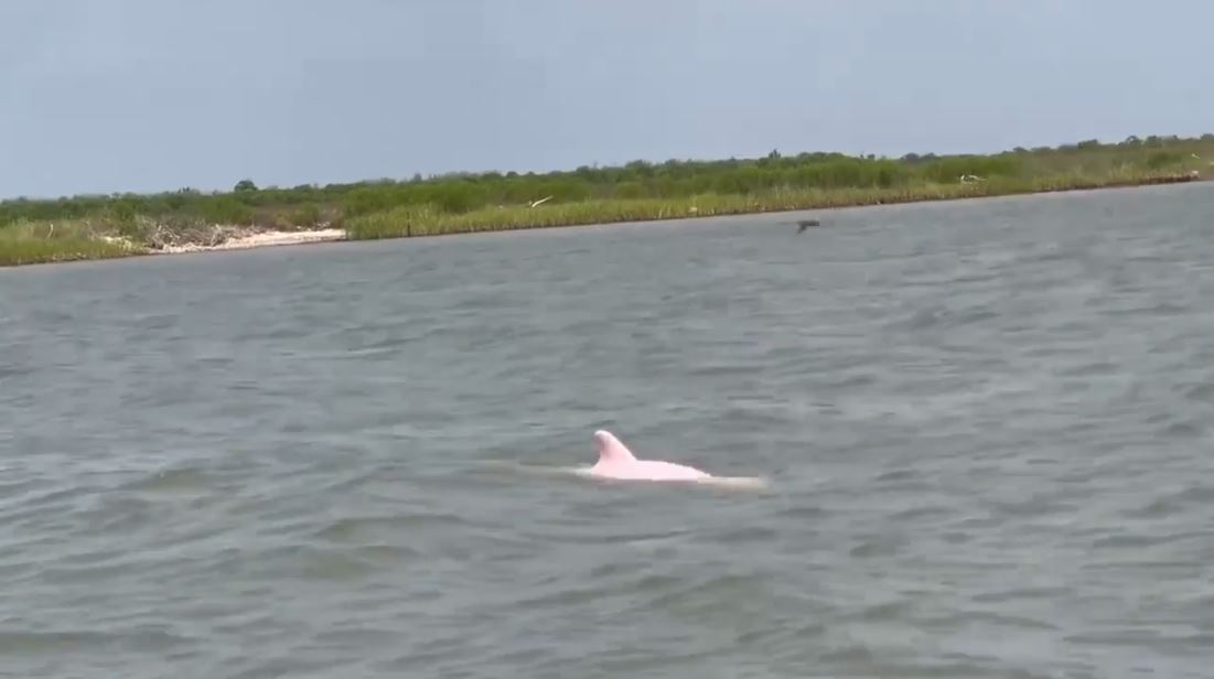 Man spots pink dolphins swimming