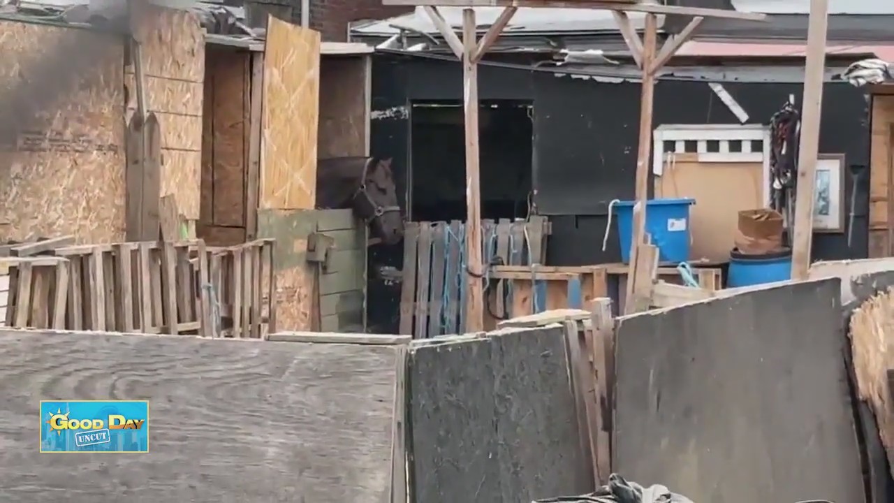 Good Day Uncut: Port Richmond Horse Stables