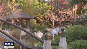 Free admission Wednesday at Fort Worth Botanical Garden