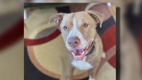 Pet of the Weekend: Baloo