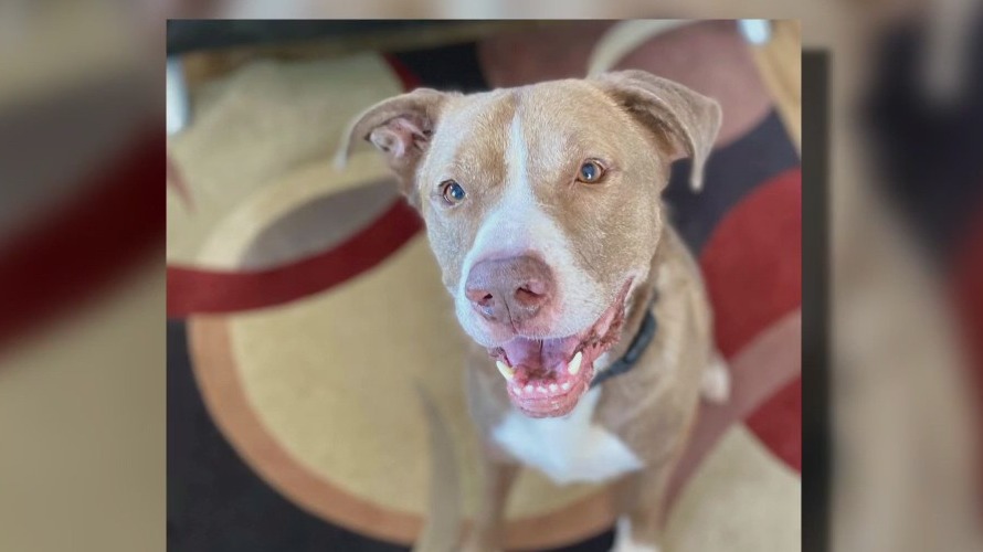 Pet of the Weekend: Baloo