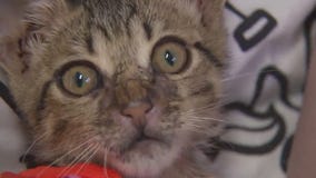 Cat of the Weekend: Xero at Austin Pets Alive