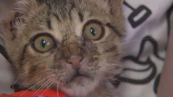 Cat of the Weekend: Xero at Austin Pets Alive