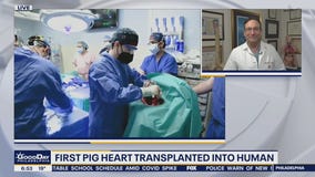 First pig heart transplanted into human
