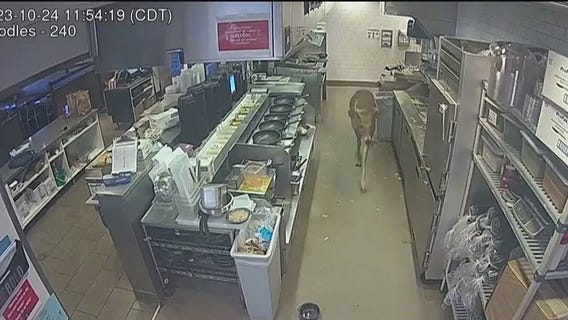 Deer disrupts Wisconsin Noodles & Company