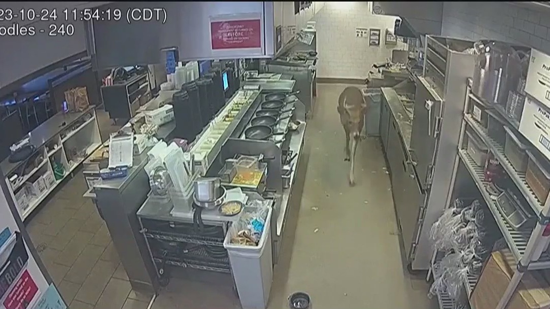 Deer disrupts Wisconsin Noodles & Company