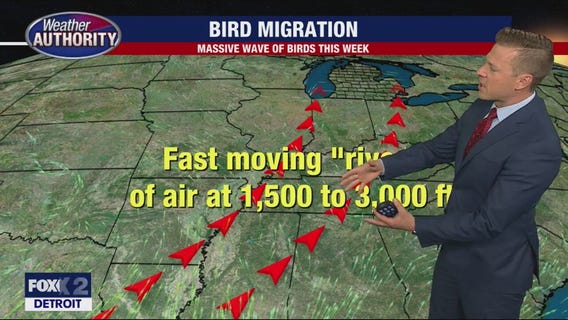 Large influx of birds to pass through Michigan