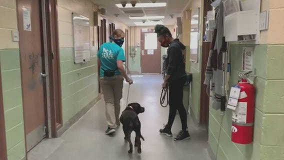 High cost of living taking a toll on pet owners