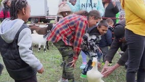 Englewood Fall Fest returns for 5th year