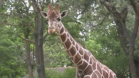 Here's when you can visit Brookfield Zoo for free in January, February