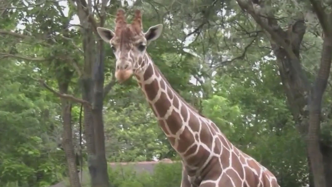 Here's when you can visit Brookfield Zoo for free in January, February