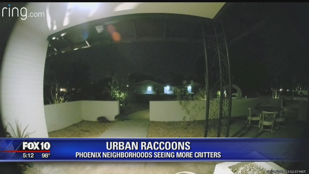 Phoenix Raccoons Some Phoenix residents seeing an uptick in raccoons in their ...