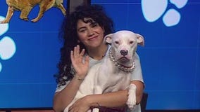 Love-A-Bull introduces Pearl