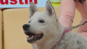 Pet of the Week: Sadie