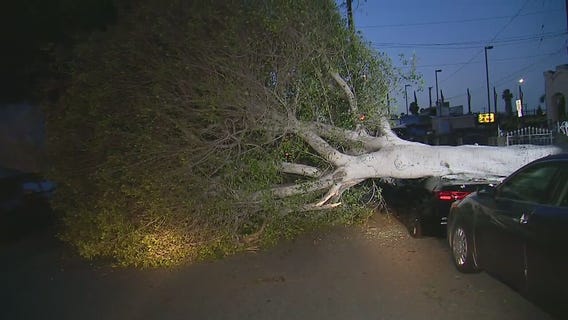 Uprooted tree brings down wires, damages car in Inglewood