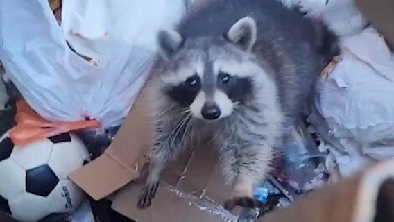 Michigan woman saves trapped raccoon