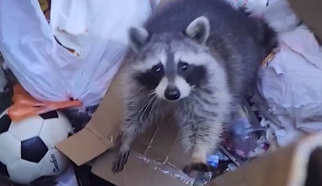 Michigan woman saves trapped raccoon