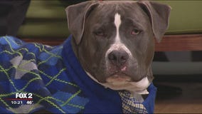 Novi Pet Expo Nov. 11-13