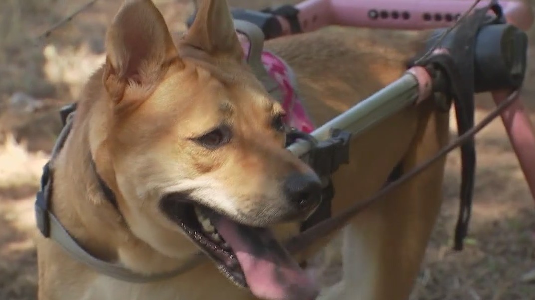 Dog of the Weekend: Emma at Austin Pets Alive!