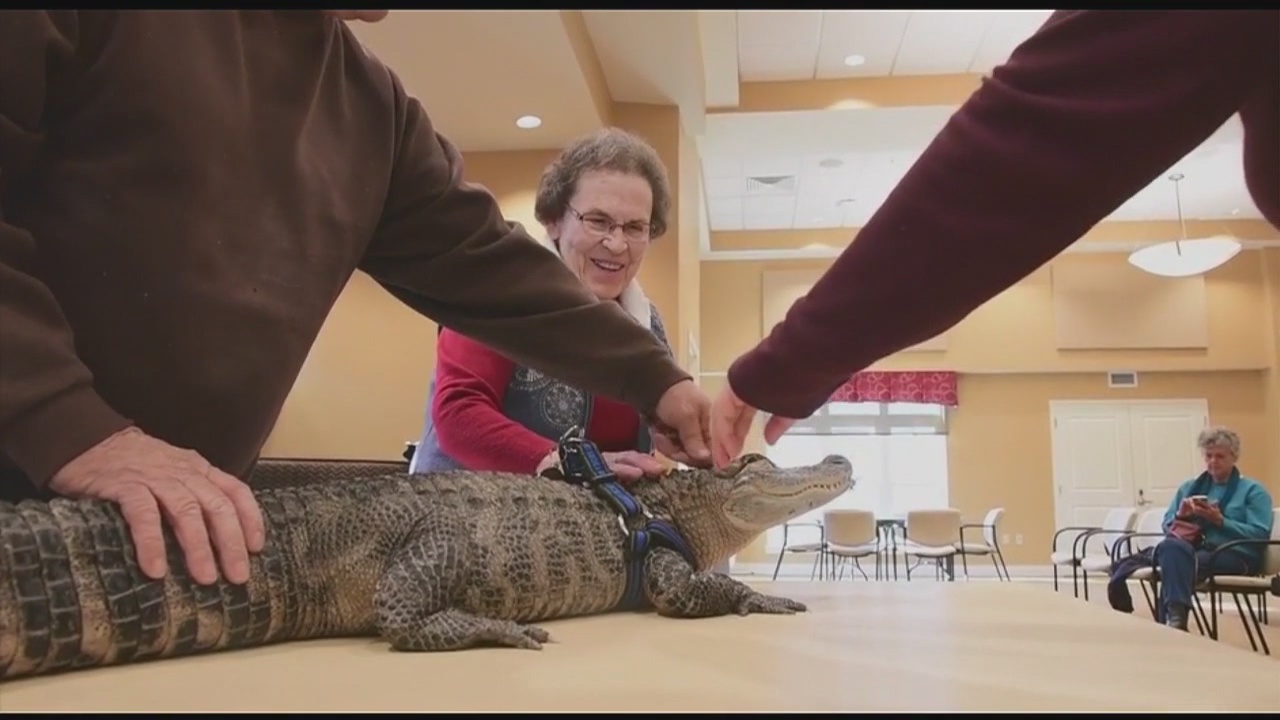 Emotional support...alligator