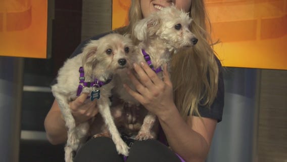 Pet Project: Talli and Melissa from Paw Works