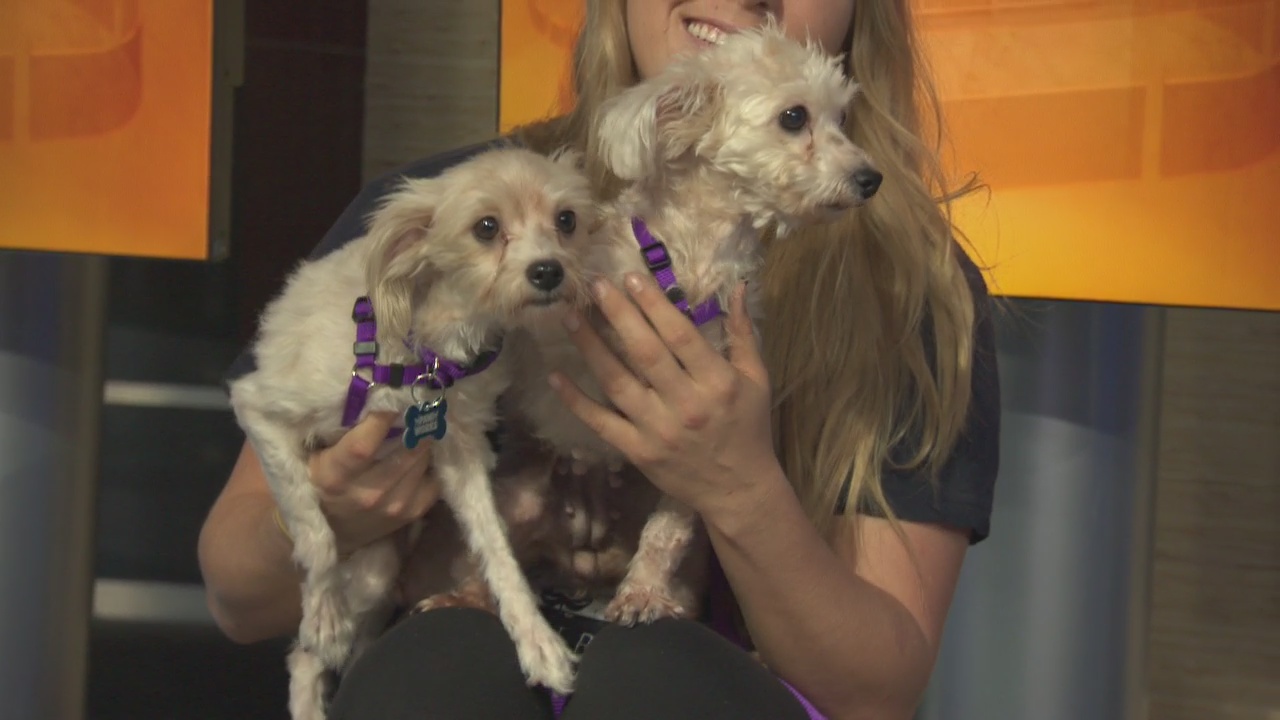 Pet Project: Talli and Melissa from Paw Works