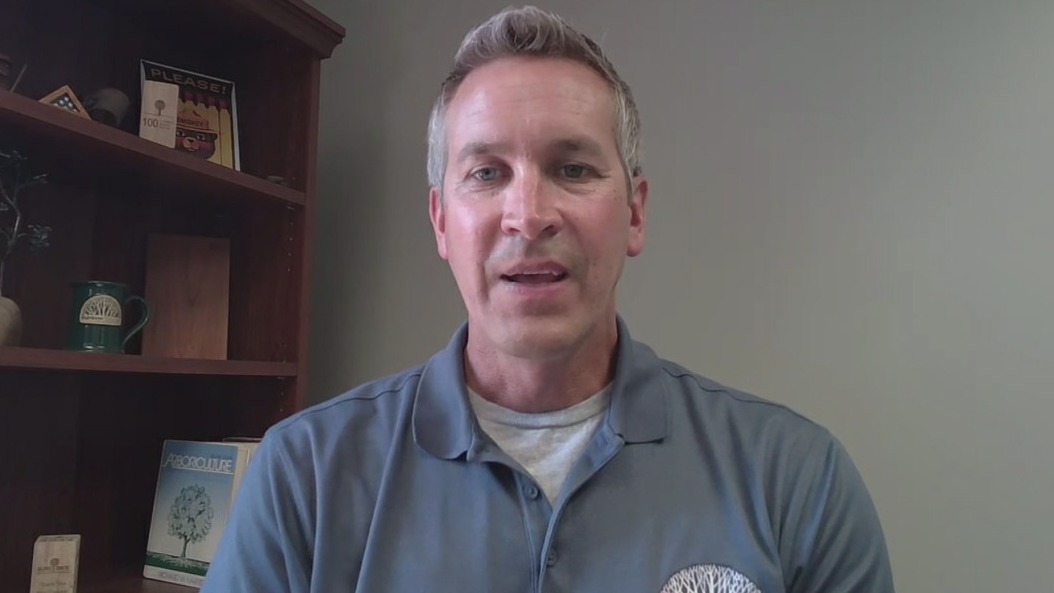 How to prevent emerald ash borers from threatening trees