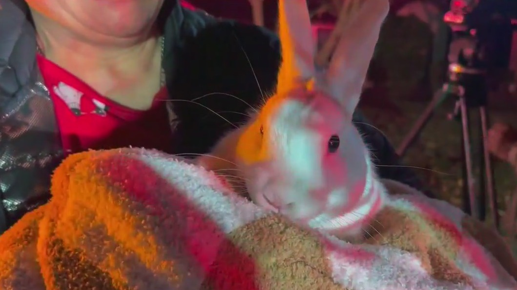 Coco the bunny hops to the rescue in Atlanta house fire