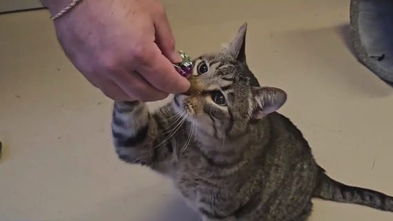 Adopt Mosh Pit Master from Austin Pets Alive!