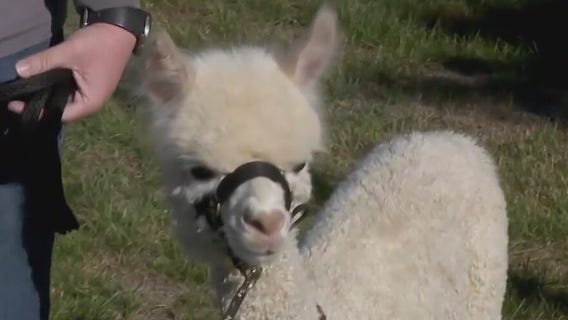 Alpaca's pup cup video goes viral