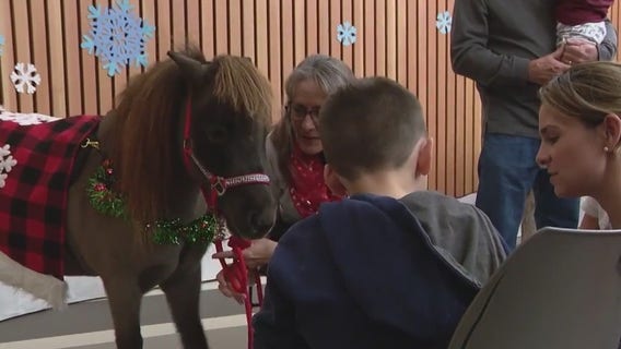 Scottsdale kids read to mini donkey, horses