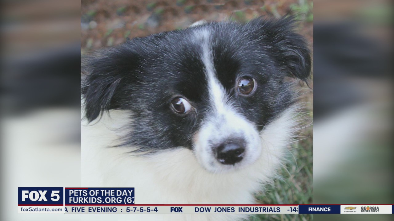 Pets of the Day with Furkids Animal Society