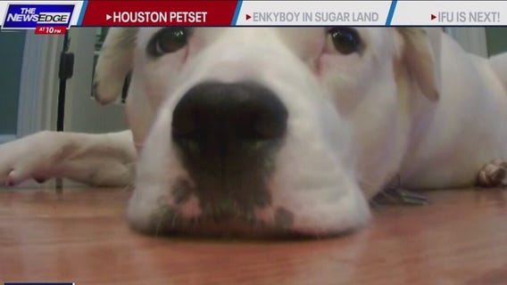 Houston pet non-profit against animal cruelty
