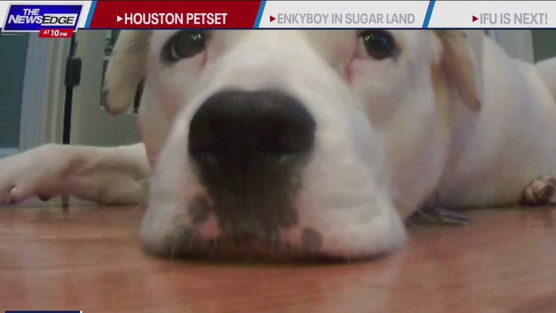 Houston pet non-profit against animal cruelty
