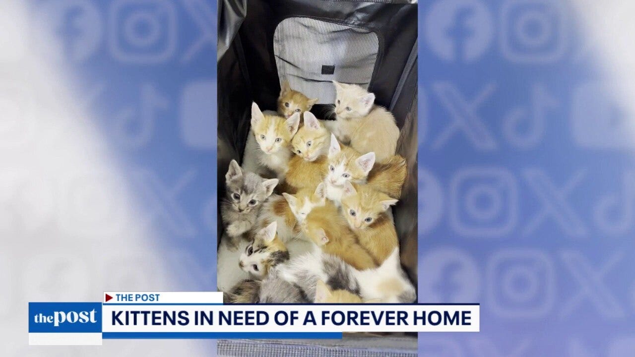 World Cup ticket prices & adorable kittens | The Post