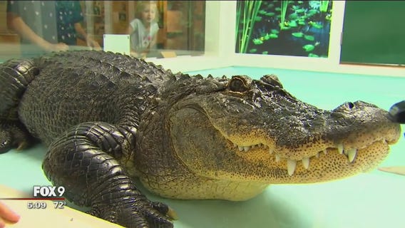 FOX 9 Junior Correspondent Gia Barreiro takes us inside reptile show at Minnesota State Fair