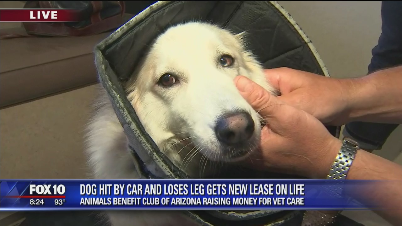 Dog gets new lease on life after getting hit by car | FOX 10 Phoenix