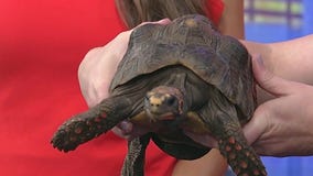 Zoo Atlanta talks about September events