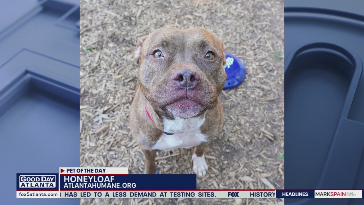 Pet of the Day from the Atlanta Humane Society
