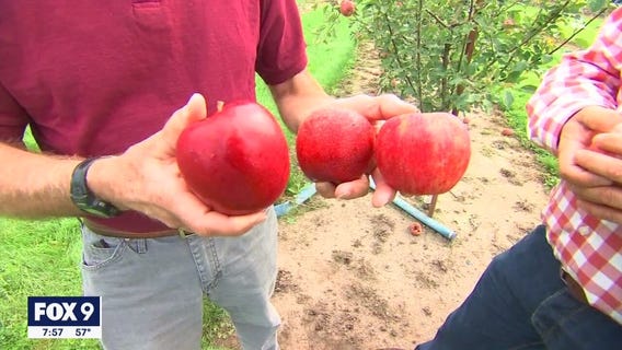 University of Minnesota shares update on apples to look for this season