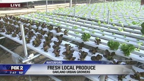 Nature meets technology at Oakland Urban Growers