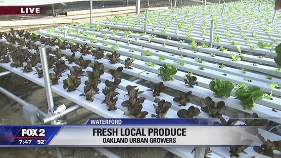Nature meets technology at Oakland Urban Growers