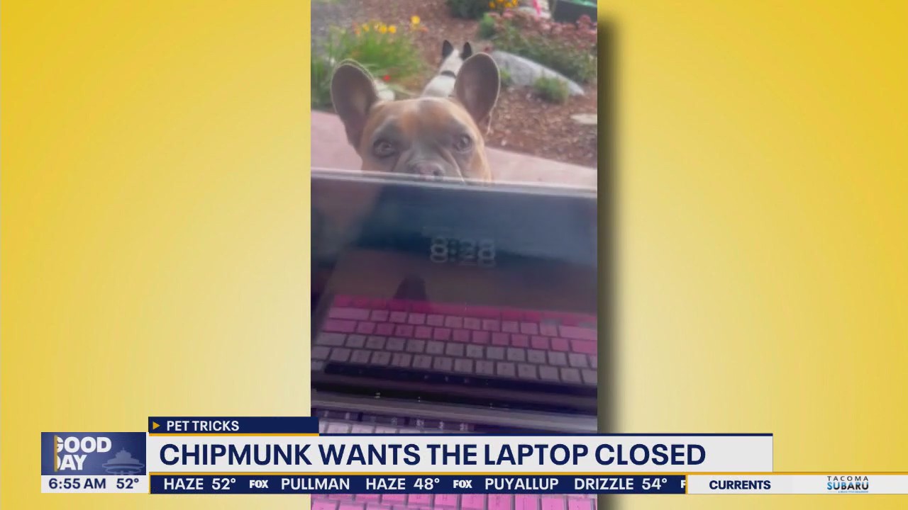 Pet Tricks for Friday, November 14