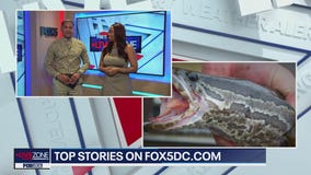 Would you eat something called a Snakehead?