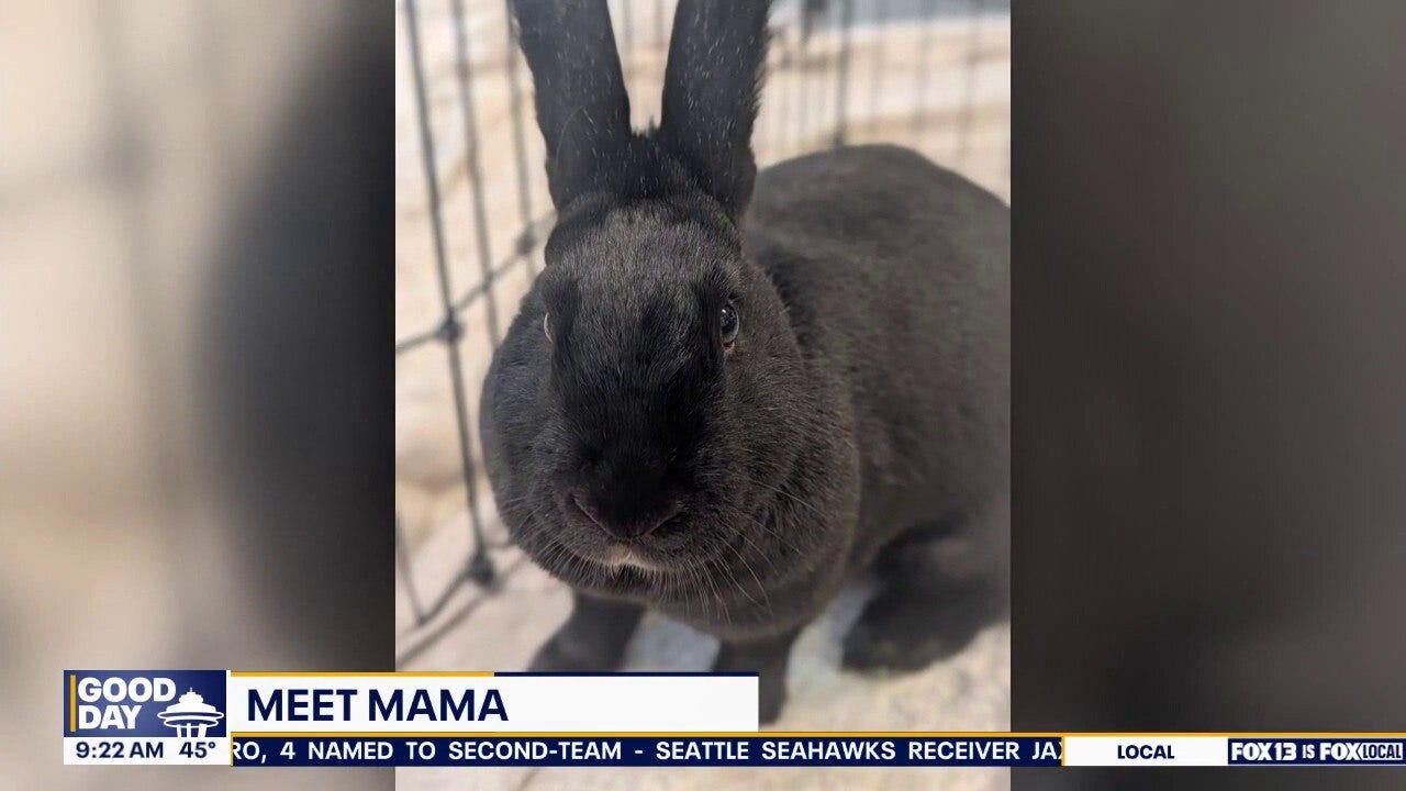 Pet of the Week: Mama