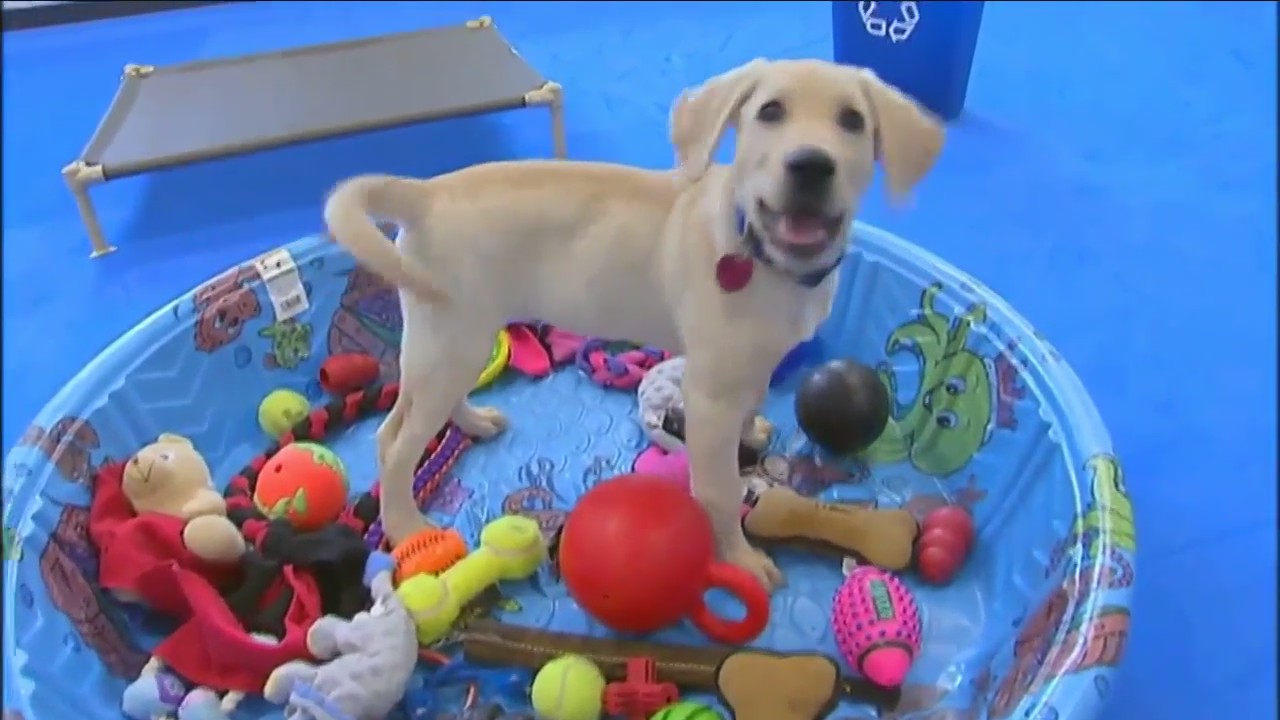 Techniques to boost pets' mental health